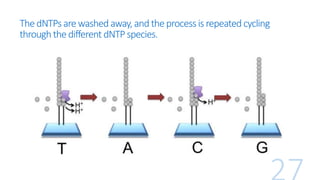 ThedNTPsarewashedaway,and theprocessis repeated cycling
throughthedifferent dNTPspecies.
 