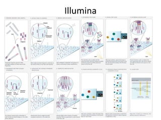 Illumina
 