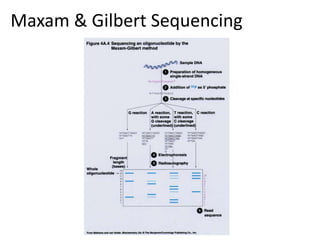 Maxam & Gilbert Sequencing
 