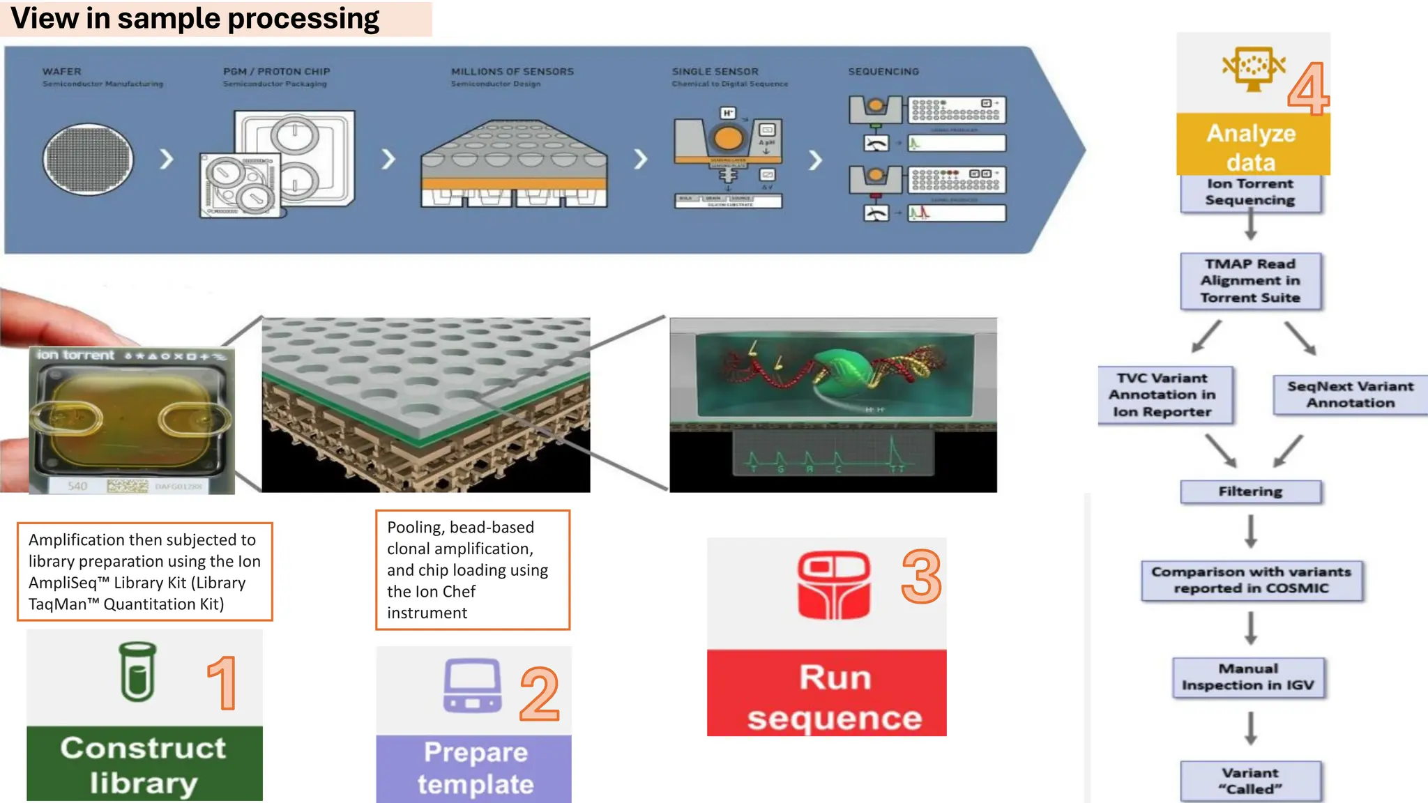 1 2
3
4
View in sample processing
Amplification then subjected to
library preparation using the Ion
AmpliSeq Library Kit (Library
TaqMan Quantitation Kit)
Pooling, bead-based
clonal amplification,
and chip loading using
the Ion Chef
instrument