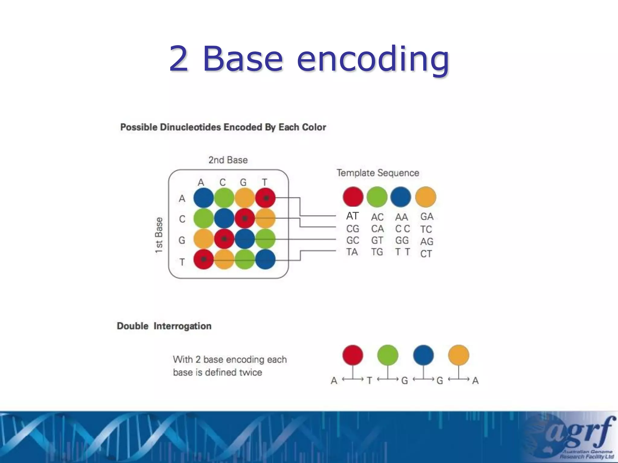 2 Base encoding



         AT
 
