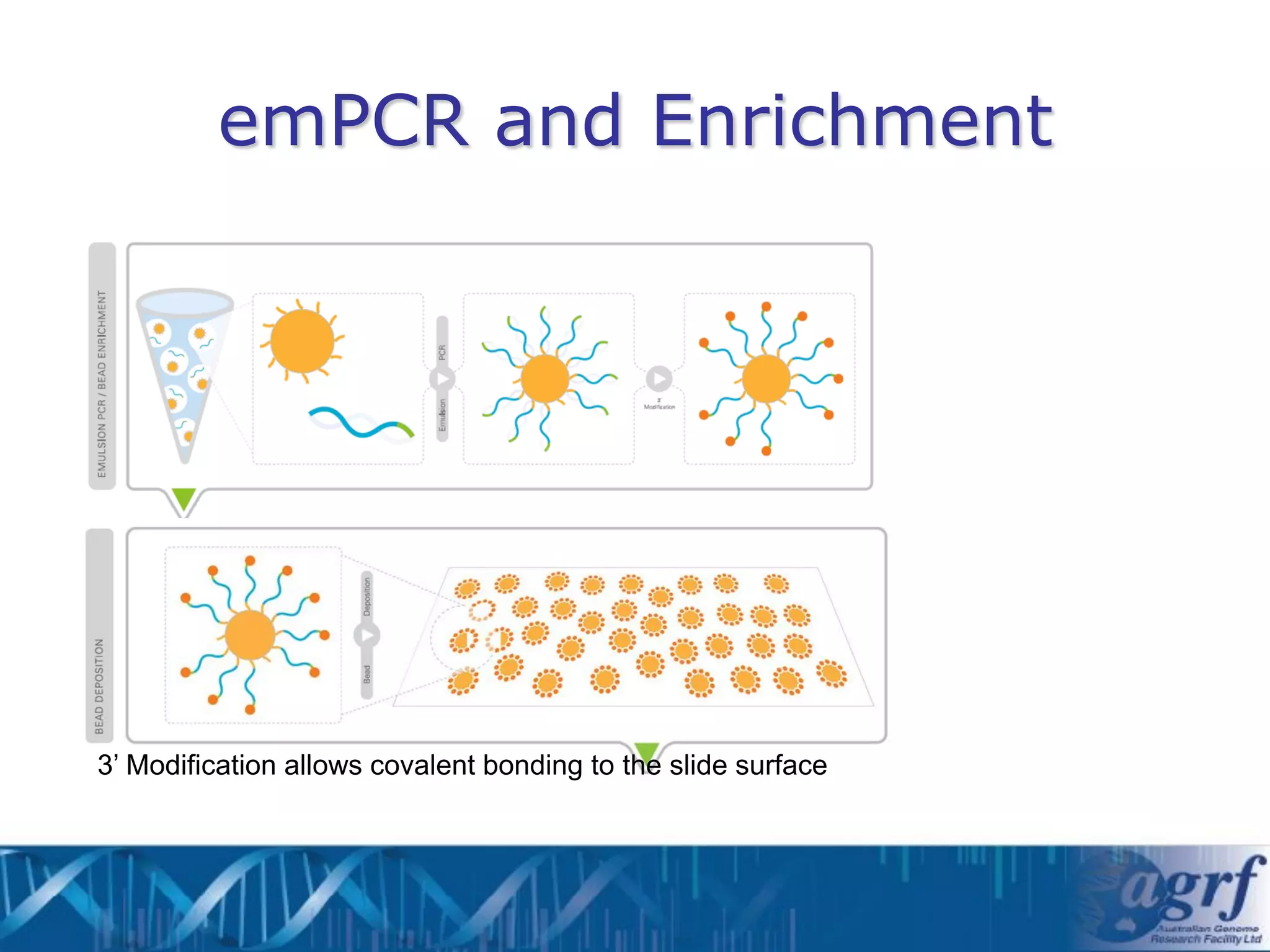 emPCR and Enrichment




3’ Modification allows covalent bonding to the slide surface
 
