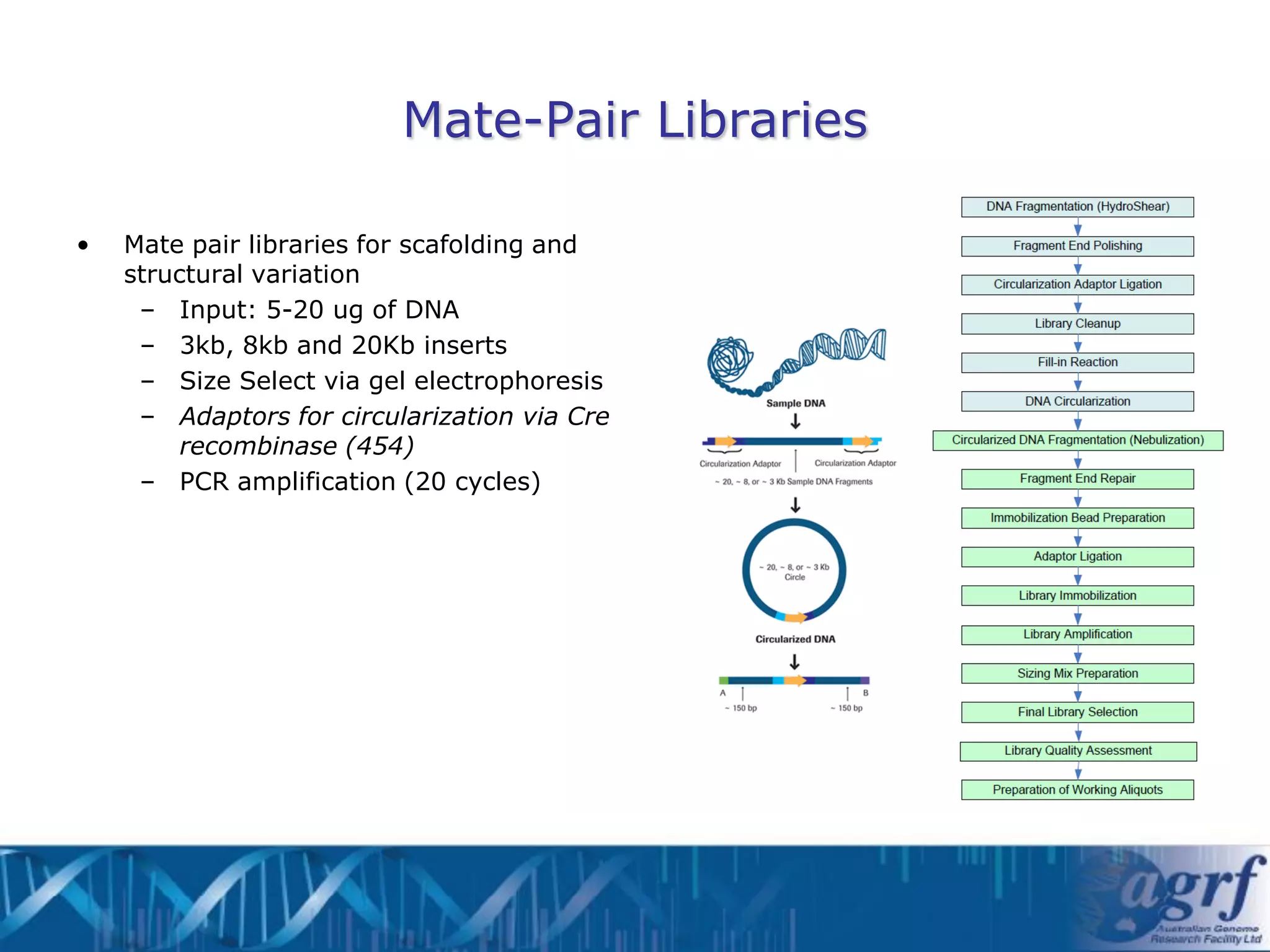 Mate-Pair Libraries

•   Mate pair libraries for scafolding and
    structural variation
     – Input: 5-20 ug of DNA
     – 3kb, 8kb and 20Kb inserts
     – Size Select via gel electrophoresis
     – Adaptors for circularization via Cre
         recombinase (454)
     – PCR amplification (20 cycles)
 