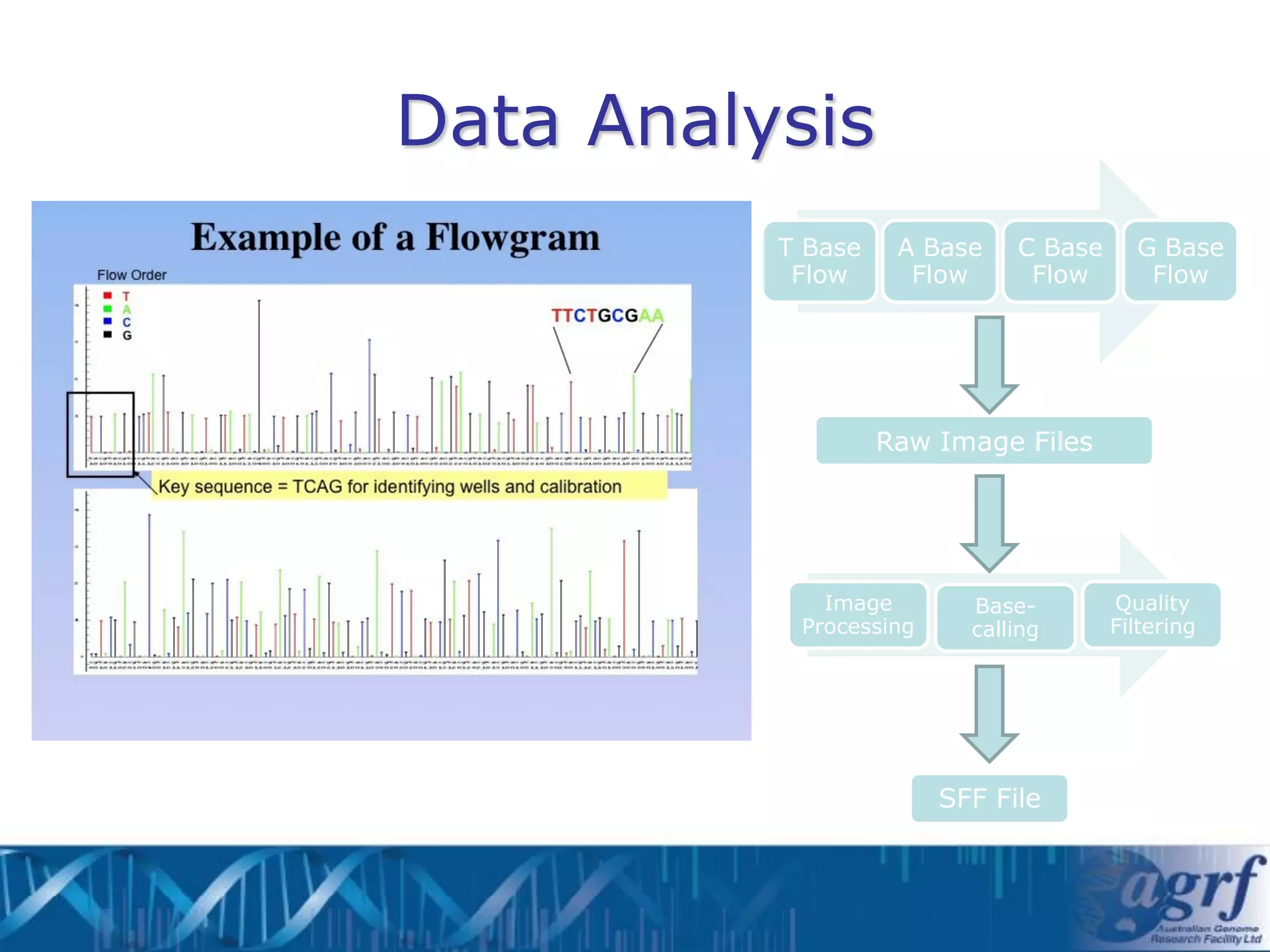 Data Analysis
          T Base    A Base    C Base     G Base
           Flow      Flow      Flow       Flow




                   Raw Image Files




             Image        Base-        Quality
           Processing     calling      Filtering




                        SFF File
 