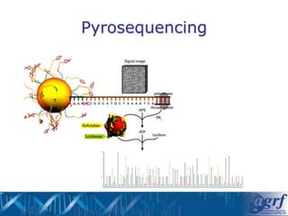 Pyrosequencing Platforms NGS technologies - platforms and applications | PDF