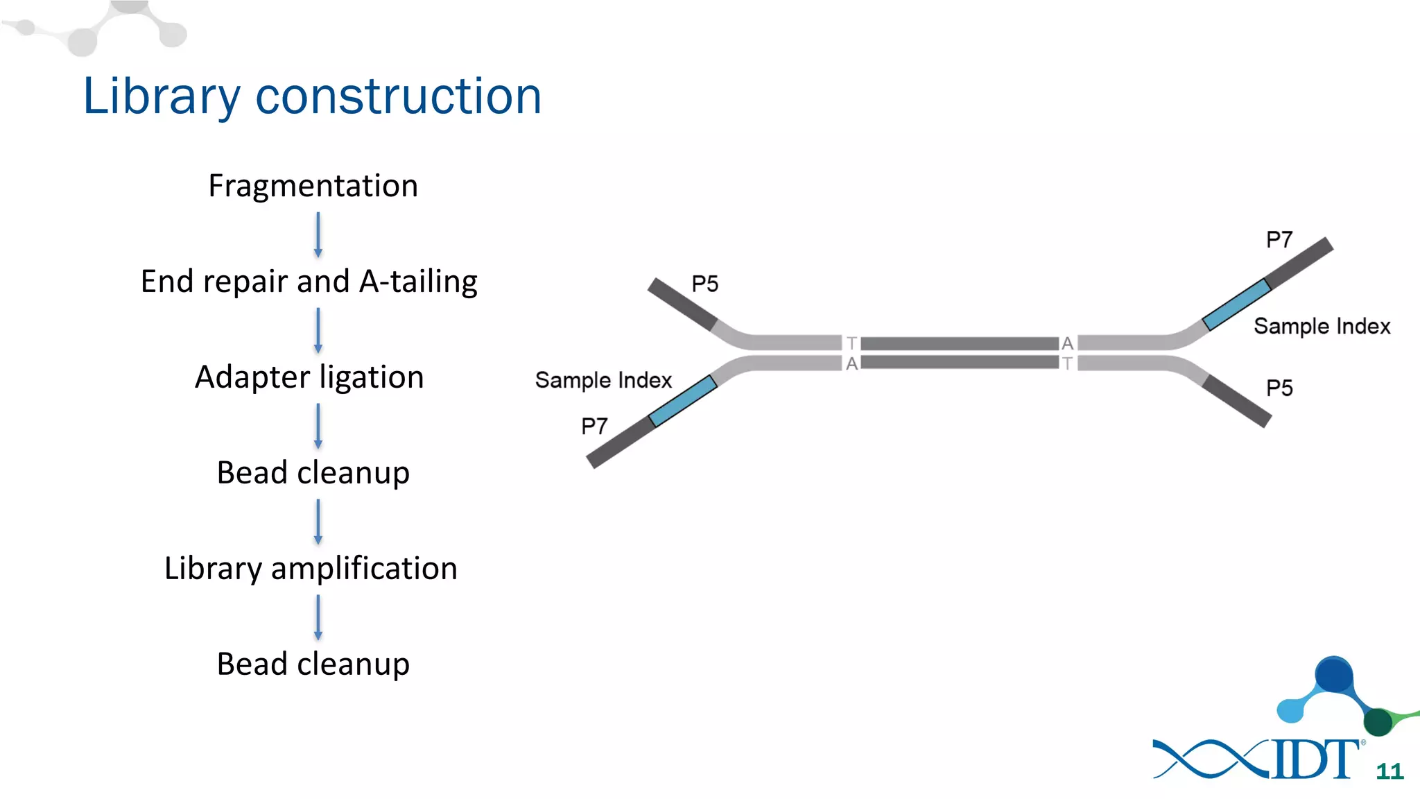 Library construction
11
Fragmentation
End	repair	and	A-tailing
Adapter	ligation
Bead	cleanup
Library	amplification
Bead	cleanup
 