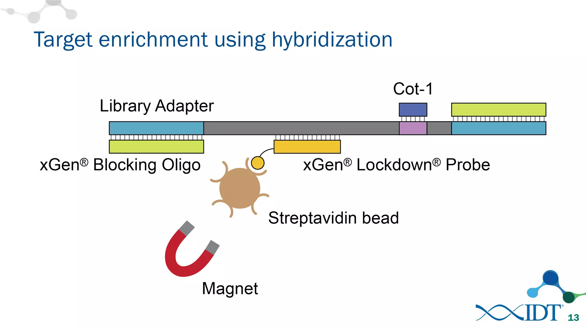 Target enrichment using hybridization
13
 