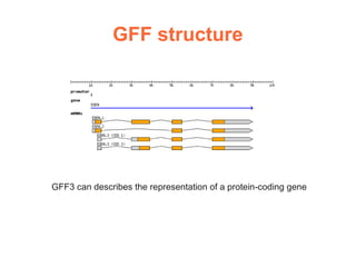 GFF structure




GFF3 can describes the representation of a protein-coding gene
 