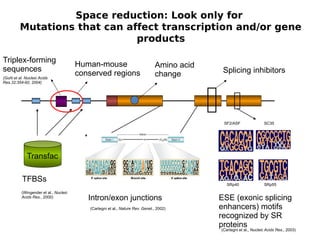 Space reduction: Look only for
         Mutations that can affect transcription and/or gene
                              products

Triplex-forming
                                       Human-mouse                            Amino acid
sequences                                                                                   Splicing inhibitors
(Goñi et al. Nucleic Acids
                                       conserved regions                      change
Res.32:354-60, 2004)




                                                                                            SF2/ASF                SC35




             Transfac

           TFBSs
                                                                                              SRp40                SRp55
          (Wingender et al., Nucleic
          Acids Res., 2000)               Intron/exon junctions                            ESE (exonic splicing
                                          (Cartegni et al., Nature Rev. Genet., 2002)      enhancers) motifs
                                                                                           recognized by SR
                                                                                           proteins
                                                                                           (Cartegni et al., Nucleic Acids Res., 2003)
 