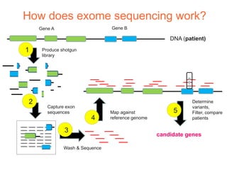 How does exome sequencing work?
     Gene A                      Gene B

                                                        DNA (patient)

1     Produce shotgun
      library




 2                                                              Determine
        Capture exon                                            variants,
        sequences                Map against             5      Filter, compare
                          4      reference genome               patients

               3
                                                    candidate genes

               Wash & Sequence
 