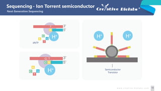 Semiconductor
Transistor
dNTP
w w w. c r e a t i v e - b i o l a b s . c o m 10
- Ion Torrent semiconductor
Next Generation Sequencing
Sequencing
 