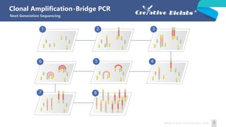 Clonal Amplification
Next Generation Sequencing
2 3
456
87
w w w. c r e a t i v e - b i o l a b s . c o m 5
-Bridge PCR
1
 