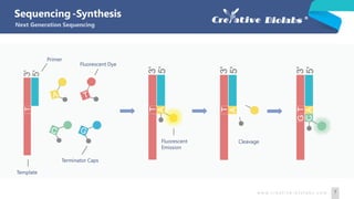 Primer
Template
Terminator Caps
Fluorescent Dye
Fluorescent
Emission
Cleavage
Sequencing
Next Generation Sequencing
w w w. c r e a t i v e - b i o l a b s . c o m 7
-Synthesis
 