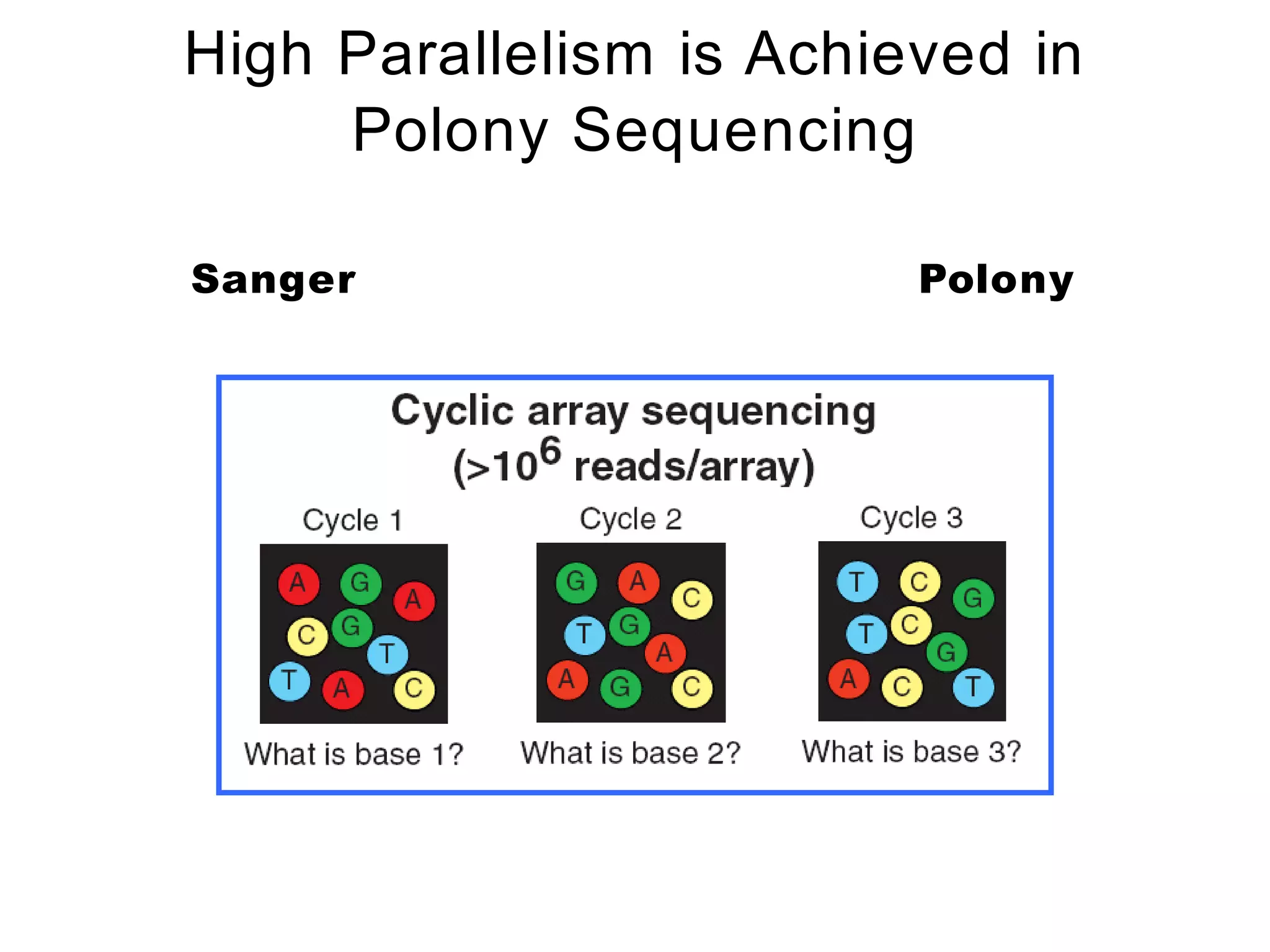 High Parallelism is Achieved in
     Polony Sequencing

Sanger                   Polony
 
