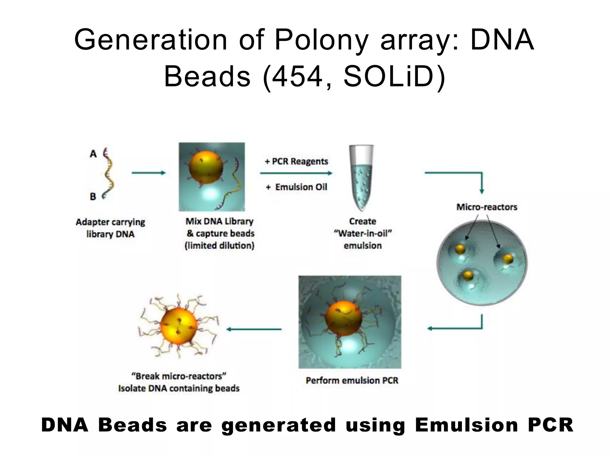 Generation of Polony array: DNA
       Beads (454, SOLiD)




DNA Beads are generated using Emulsion PCR
 