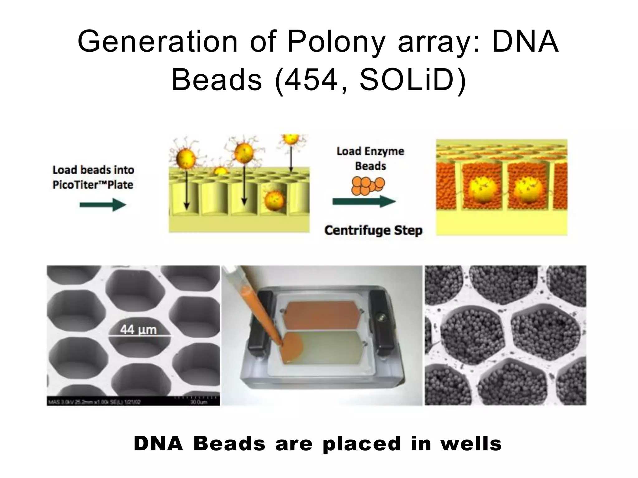 Generation of Polony array: DNA
     Beads (454, SOLiD)




   DNA Beads are placed in wells
 