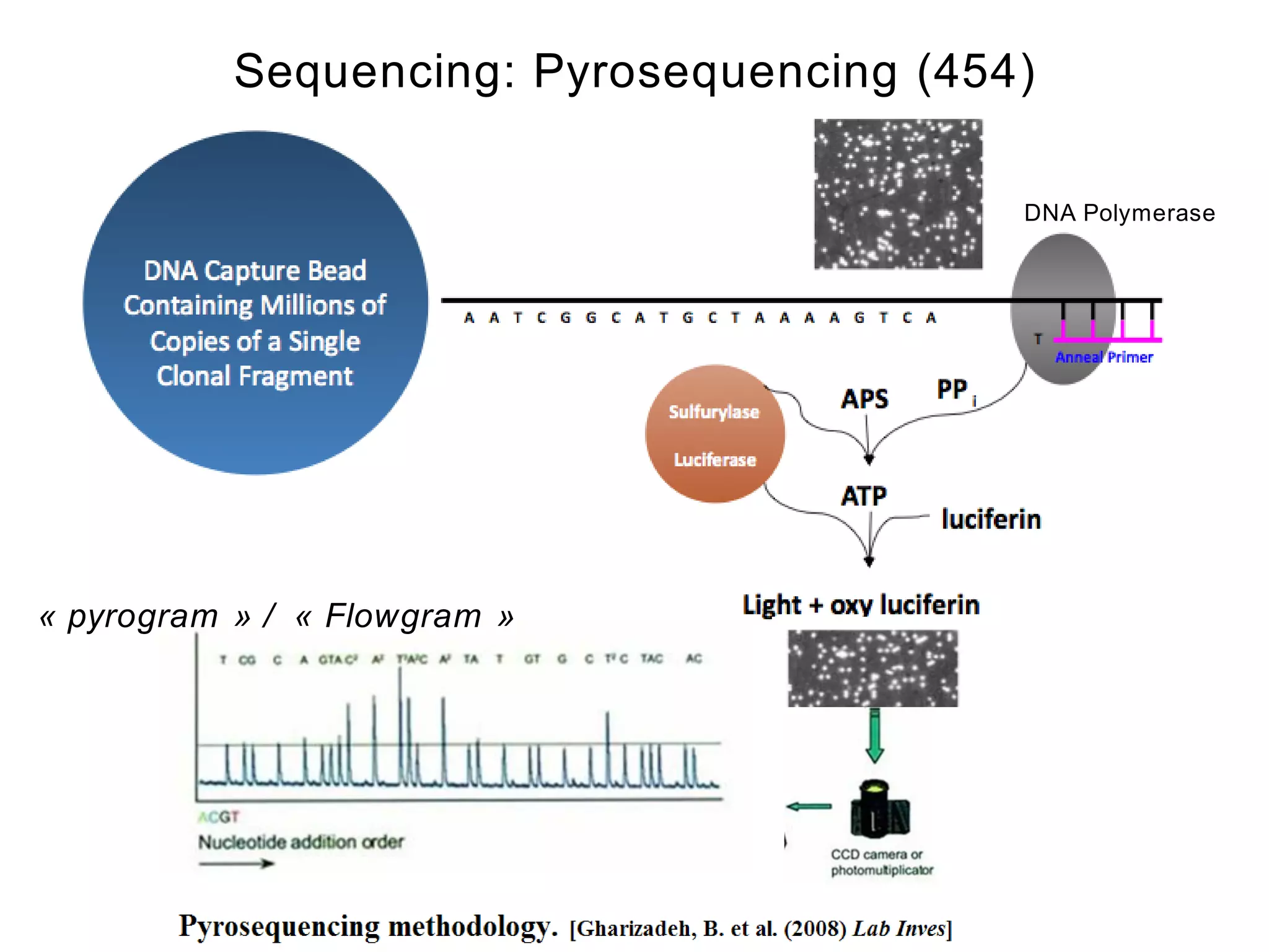 Sequencing: Pyrosequencing (454)

                                          DNA Polymerase




« pyrogram » / « Flowgram »
 