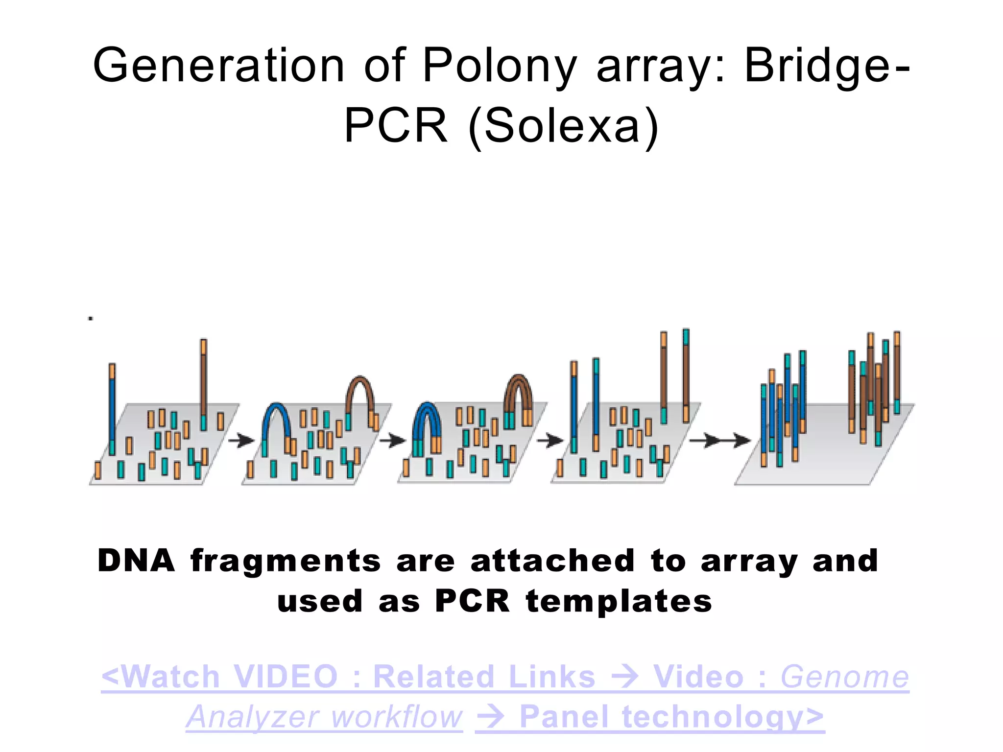 Generation of Polony array: Bridge-
          PCR (Solexa)




DNA fragments are attached to array and
        used as PCR templates

<Watch VIDEO : Related Links  Video : Genome
    Analyzer workflow  Panel technology>
 