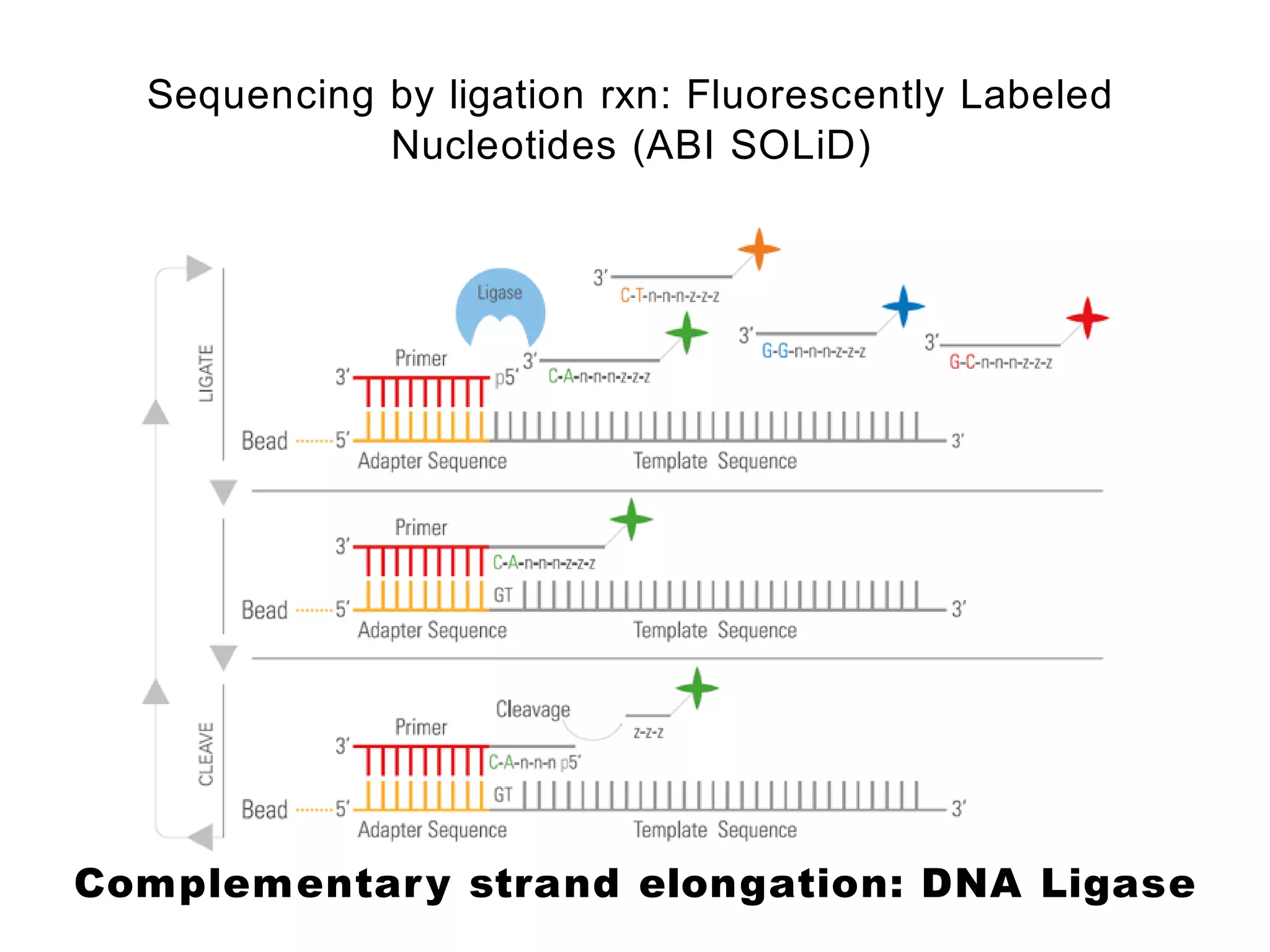 Sequencing by ligation rxn: Fluorescently Labeled
             Nucleotides (ABI SOLiD)




Complementar y strand elongation: DNA Ligase
 