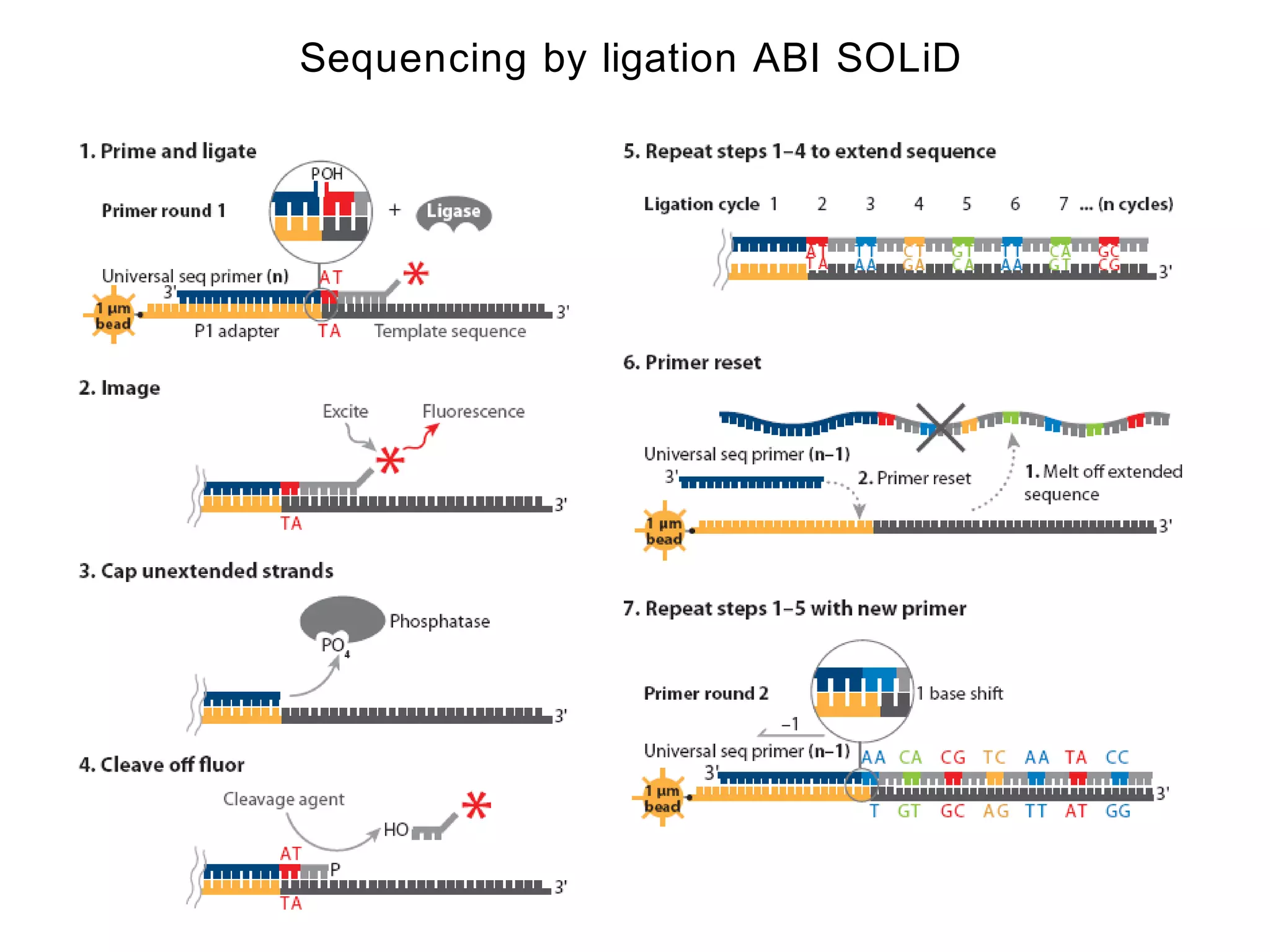 Sequencing by ligation ABI SOLiD
 