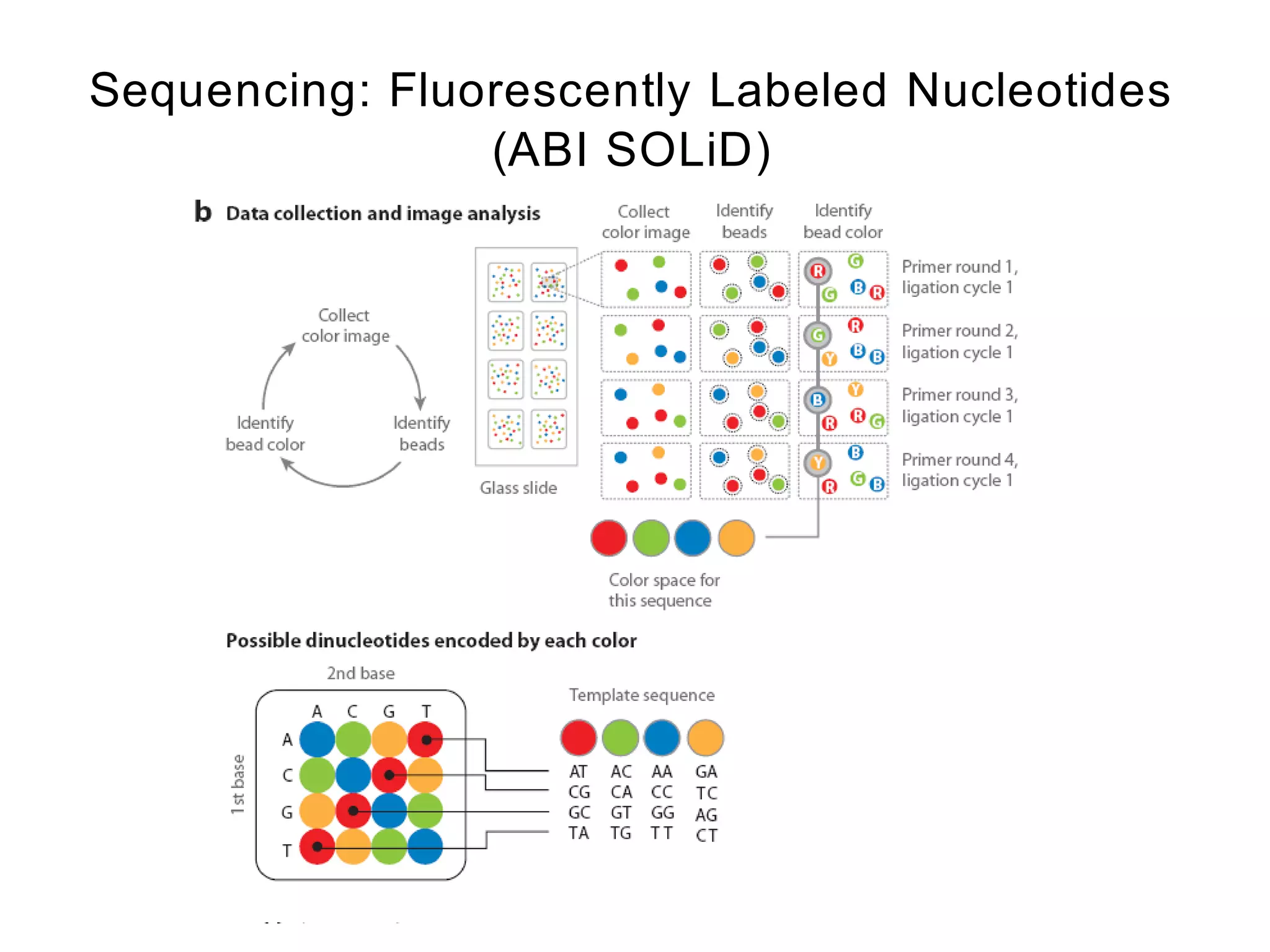 Sequencing: Fluorescently Labeled Nucleotides
                (ABI SOLiD)




            5 reading frames, each
             position is read twice
 