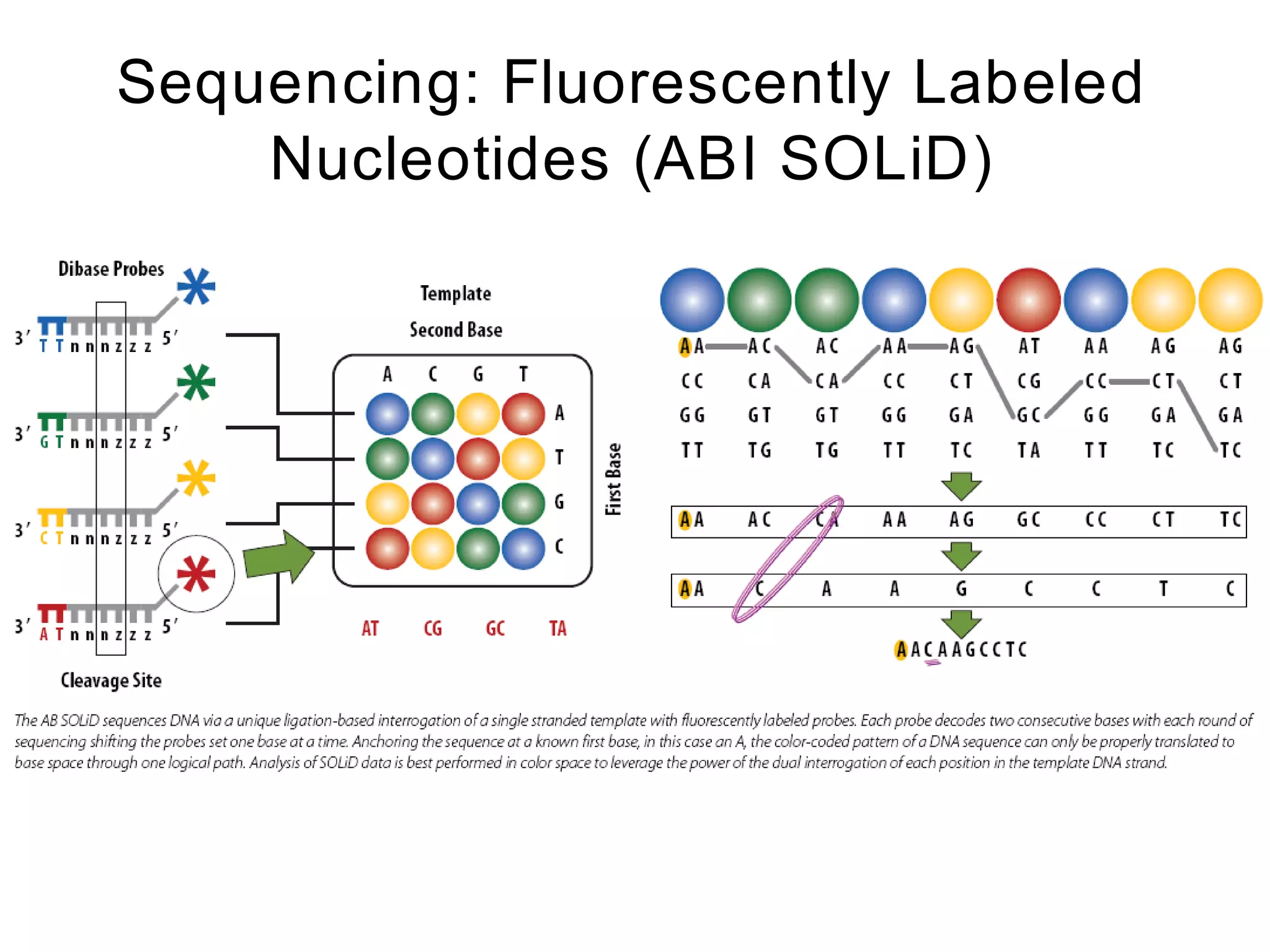 Sequencing: Fluorescently Labeled
    Nucleotides (ABI SOLiD)
 