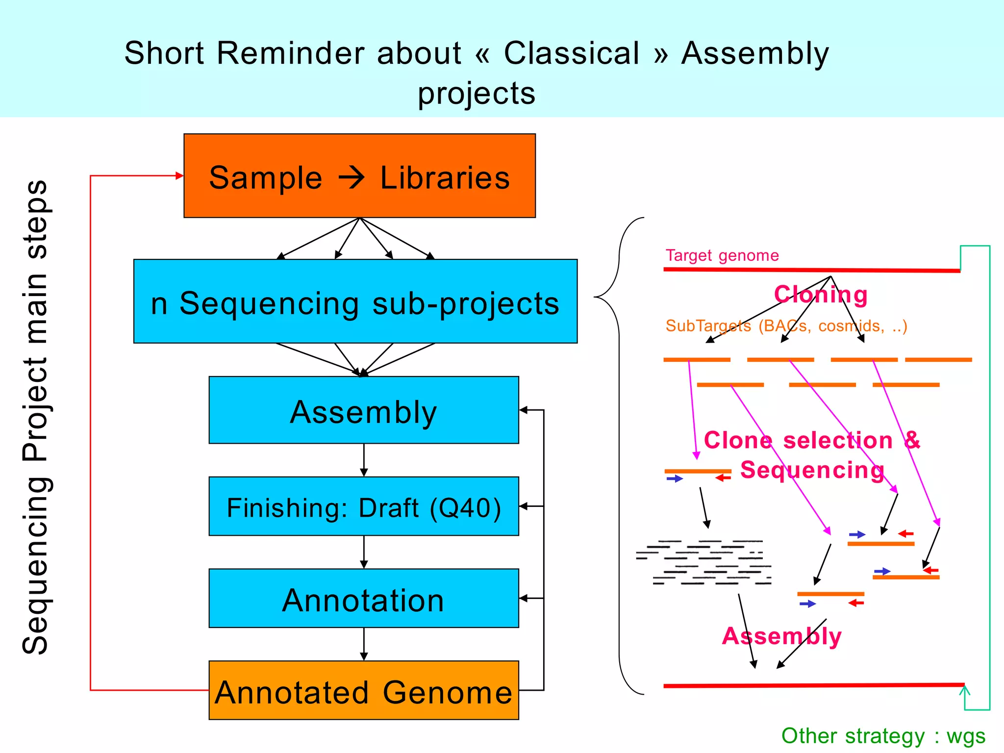 Short Reminder about « Classical » Assembly
                 projects

     Sample  Libraries

                                 Target genome


 n Sequencing sub-projects                    Cloning
                                 SubTargets (BACs, cosmids, ..)




           Assembly
                                     Clone selection &
                                        Sequencing
      Finishing: Draft (Q40)


          Annotation
                                       Assembly

     Annotated Genome
                                                 Other strategy : wgs
 
