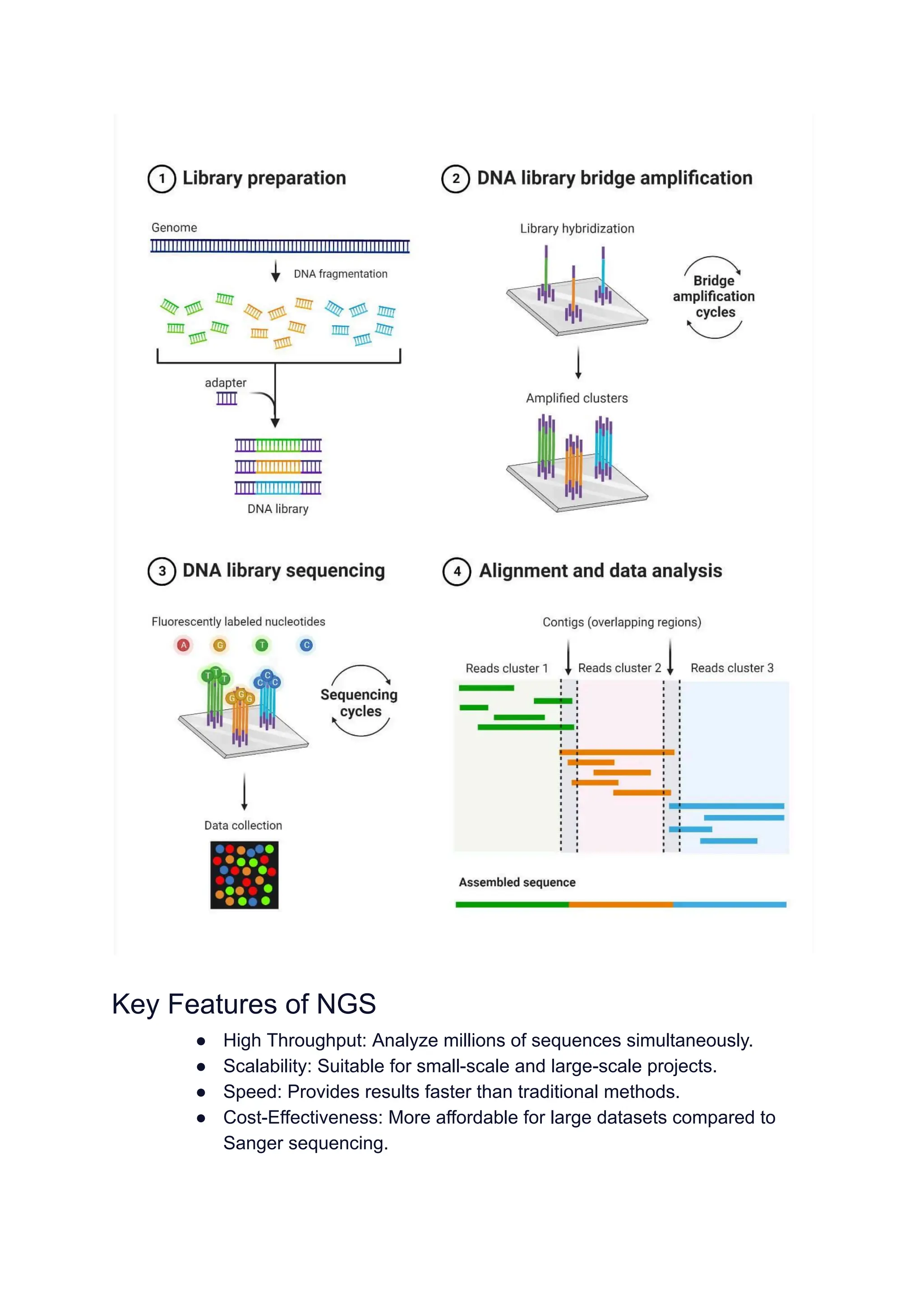 Key Features of NGS
● High Throughput: Analyze millions of sequences simultaneously.
● Scalability: Suitable for small-scale and large-scale projects.
● Speed: Provides results faster than traditional methods.
● Cost-Effectiveness: More affordable for large datasets compared to
Sanger sequencing.
 