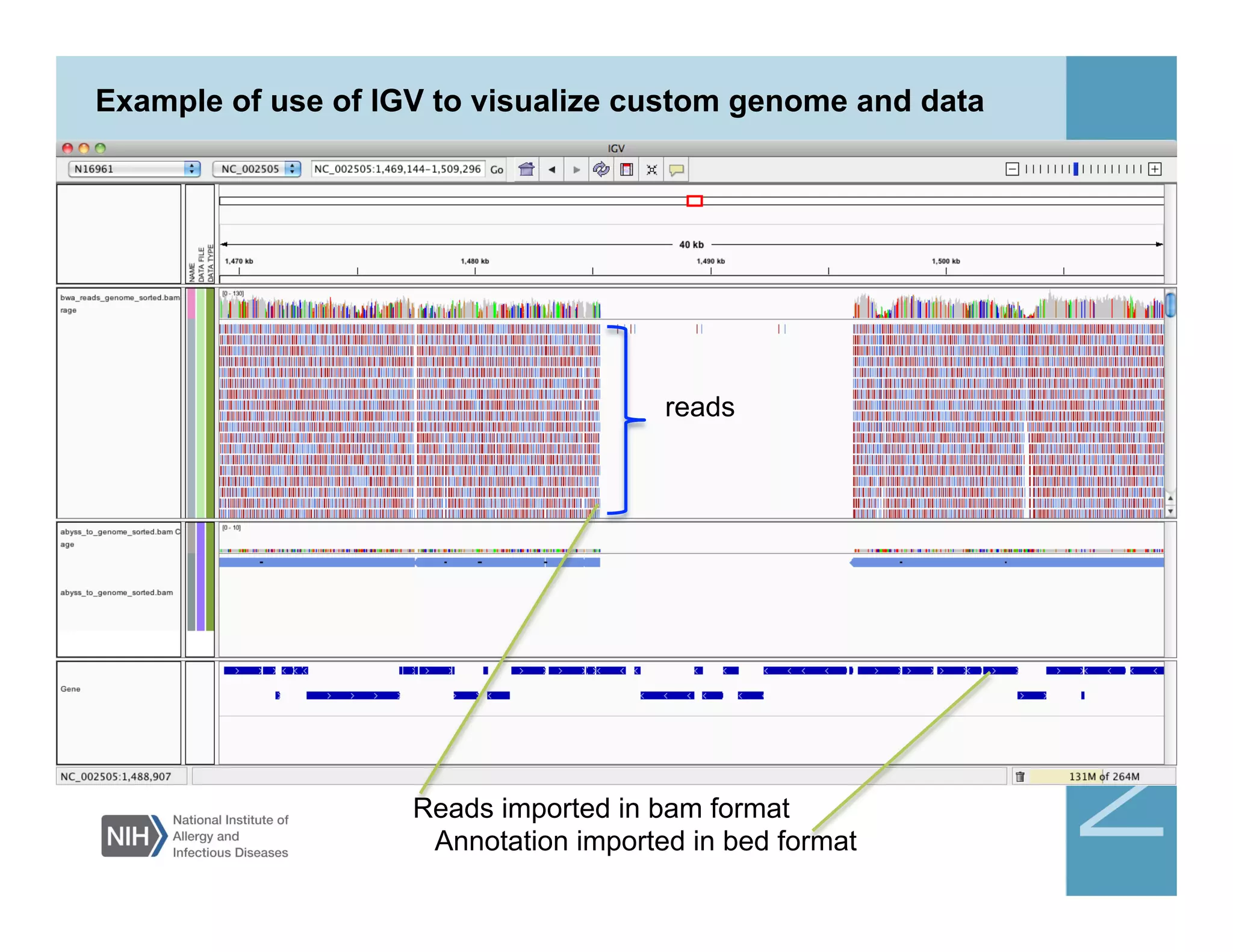 Example of use of IGV to visualize custom genome and data
Reads imported in bam format
Annotation imported in bed format
reads
 