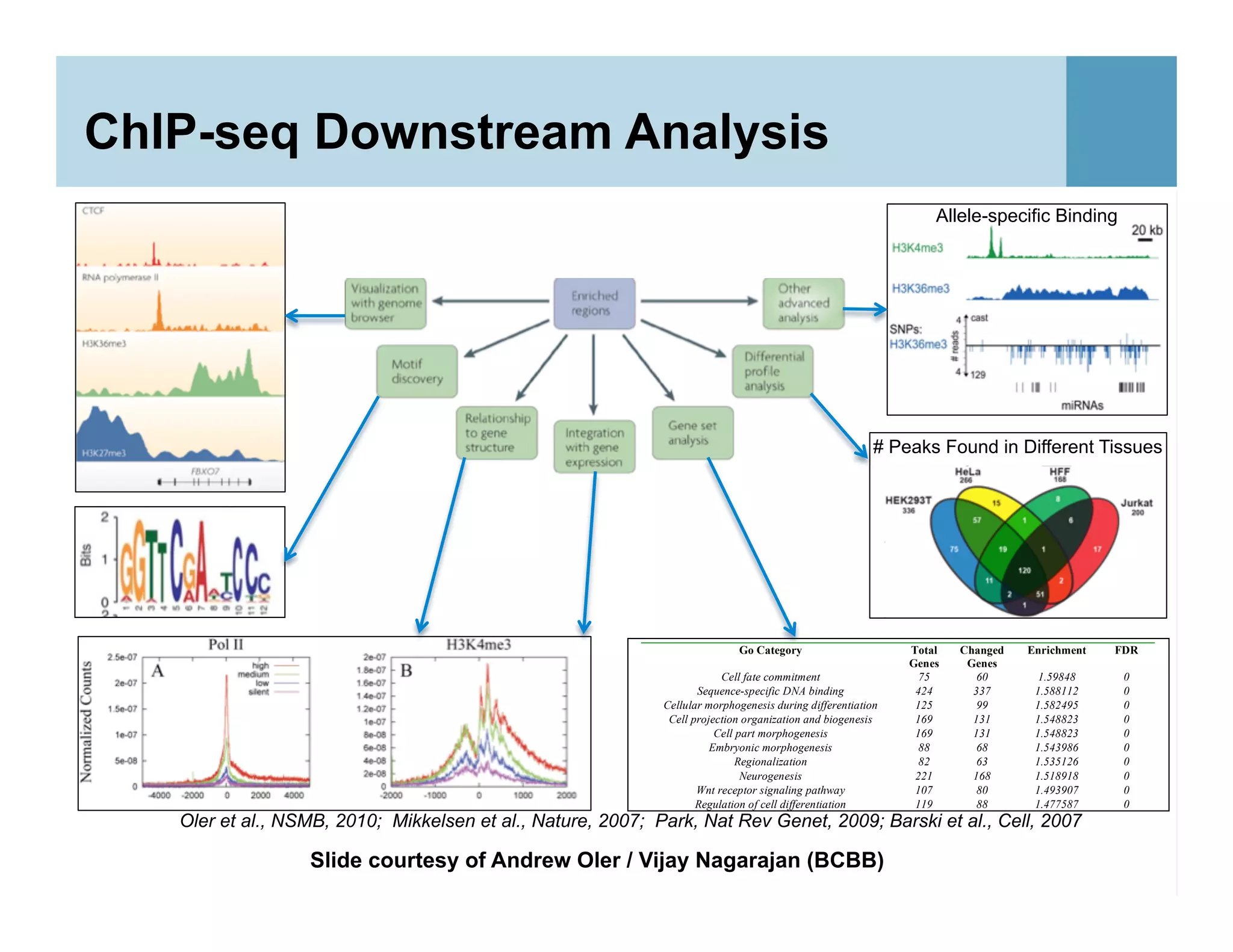 ChIP-seq Downstream Analysis
55
Supplemental Table 2: D1 Histone-enriched loci (Illumina GAII FDR< 0.0001)
Go Category Total
Genes
Changed
Genes
Enrichment FDR
Cell fate commitment 75 60 1.59848 0
Sequence-specific DNA binding 424 337 1.588112 0
Cellular morphogenesis during differentiation 125 99 1.582495 0
Cell projection organization and biogenesis 169 131 1.548823 0
Cell part morphogenesis 169 131 1.548823 0
Embryonic morphogenesis 88 68 1.543986 0
Regionalization 82 63 1.535126 0
Neurogenesis 221 168 1.518918 0
Wnt receptor signaling pathway 107 80 1.493907 0
Regulation of cell differentiation 119 88 1.477587 0
Regulation of transcription from RNA polymerase II
promoter
99 72 1.453164 0
Organ morphogenesis 304 221 1.452566 0
Embryonic development 226 164 1.449949 0
Regulation of developmental process 191 138 1.443653 0
Voltage-gated ion channel activity 171 123 1.43723 0
Nervous system development 604 433 1.432413 0
Cation channel activity 228 162 1.419703 0
Transcription factor activity 791 552 1.394376 0
Muscle development 136 94 1.38104 0
# Peaks Found in Different Tissues
Allele-specific Binding
Oler et al., NSMB, 2010; Mikkelsen et al., Nature, 2007; Park, Nat Rev Genet, 2009; Barski et al., Cell, 2007
Slide courtesy of Andrew Oler / Vijay Nagarajan (BCBB)
 