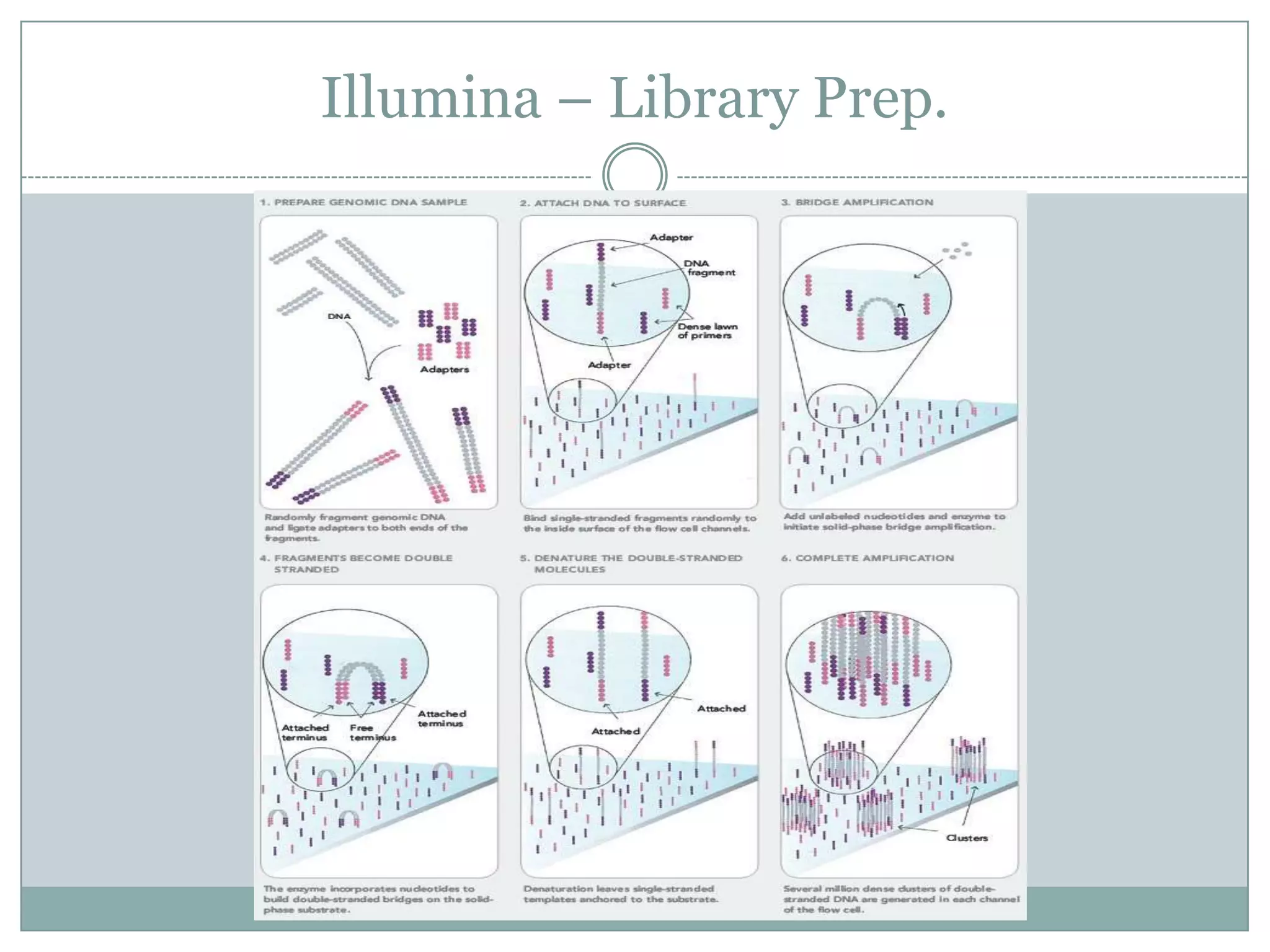 Illumina – Library Prep.
 
