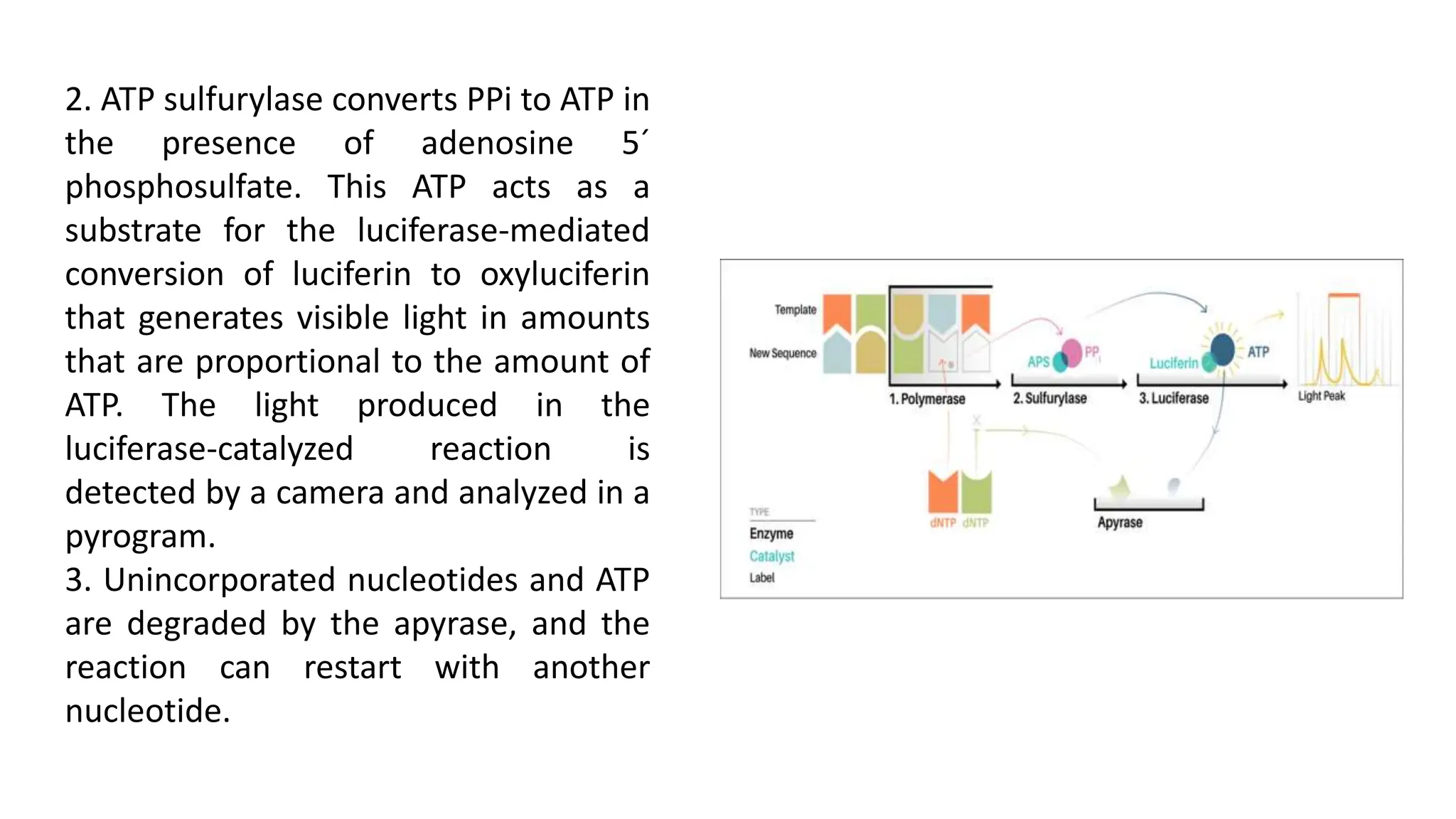 2. ATP sulfurylase converts PPi to ATP in
the presence of adenosine 5´
phosphosulfate. This ATP acts as a
substrate for the luciferase-mediated
conversion of luciferin to oxyluciferin
that generates visible light in amounts
that are proportional to the amount of
ATP. The light produced in the
luciferase-catalyzed reaction is
detected by a camera and analyzed in a
pyrogram.
3. Unincorporated nucleotides and ATP
are degraded by the apyrase, and the
reaction can restart with another
nucleotide.
 
