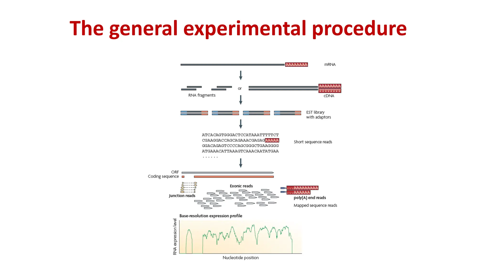 The general experimental procedure
 