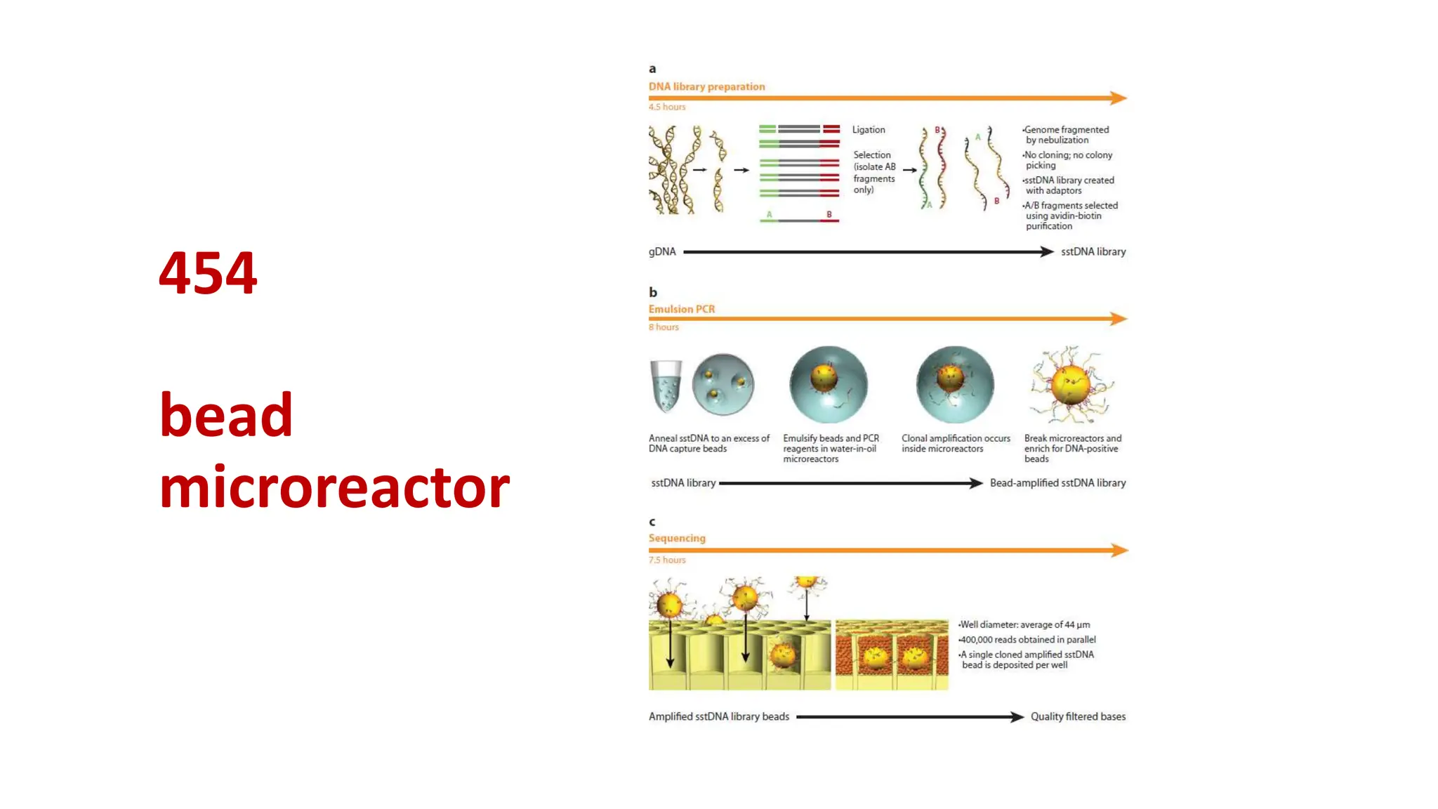 454
bead
microreactor
 