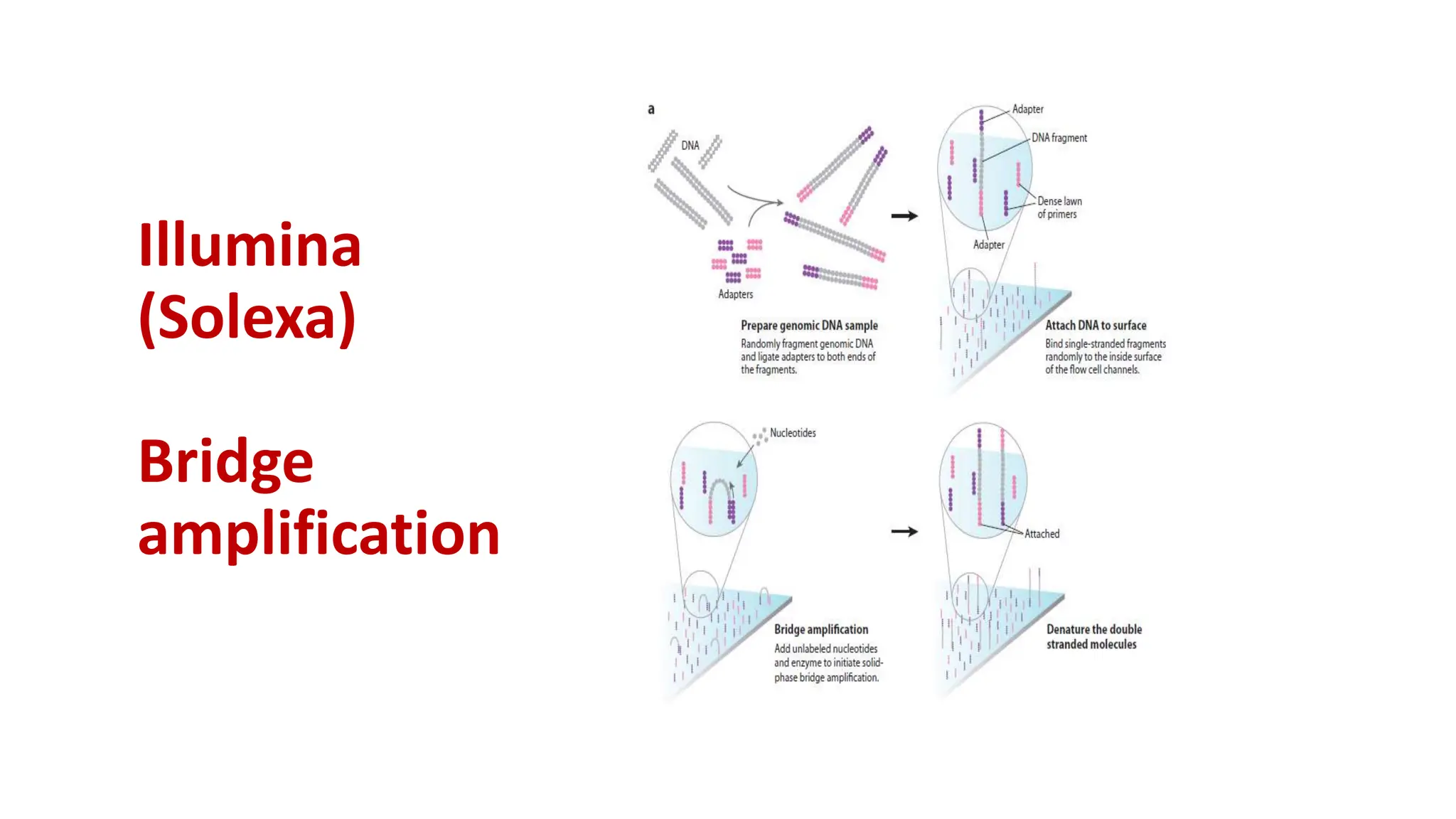Illumina
(Solexa)
Bridge
amplification
 