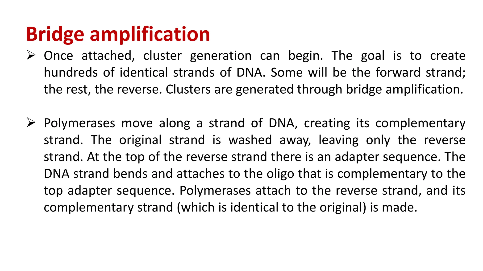Bridge amplification
 Once attached, cluster generation can begin. The goal is to create
hundreds of identical strands of DNA. Some will be the forward strand;
the rest, the reverse. Clusters are generated through bridge amplification.
 Polymerases move along a strand of DNA, creating its complementary
strand. The original strand is washed away, leaving only the reverse
strand. At the top of the reverse strand there is an adapter sequence. The
DNA strand bends and attaches to the oligo that is complementary to the
top adapter sequence. Polymerases attach to the reverse strand, and its
complementary strand (which is identical to the original) is made.
 