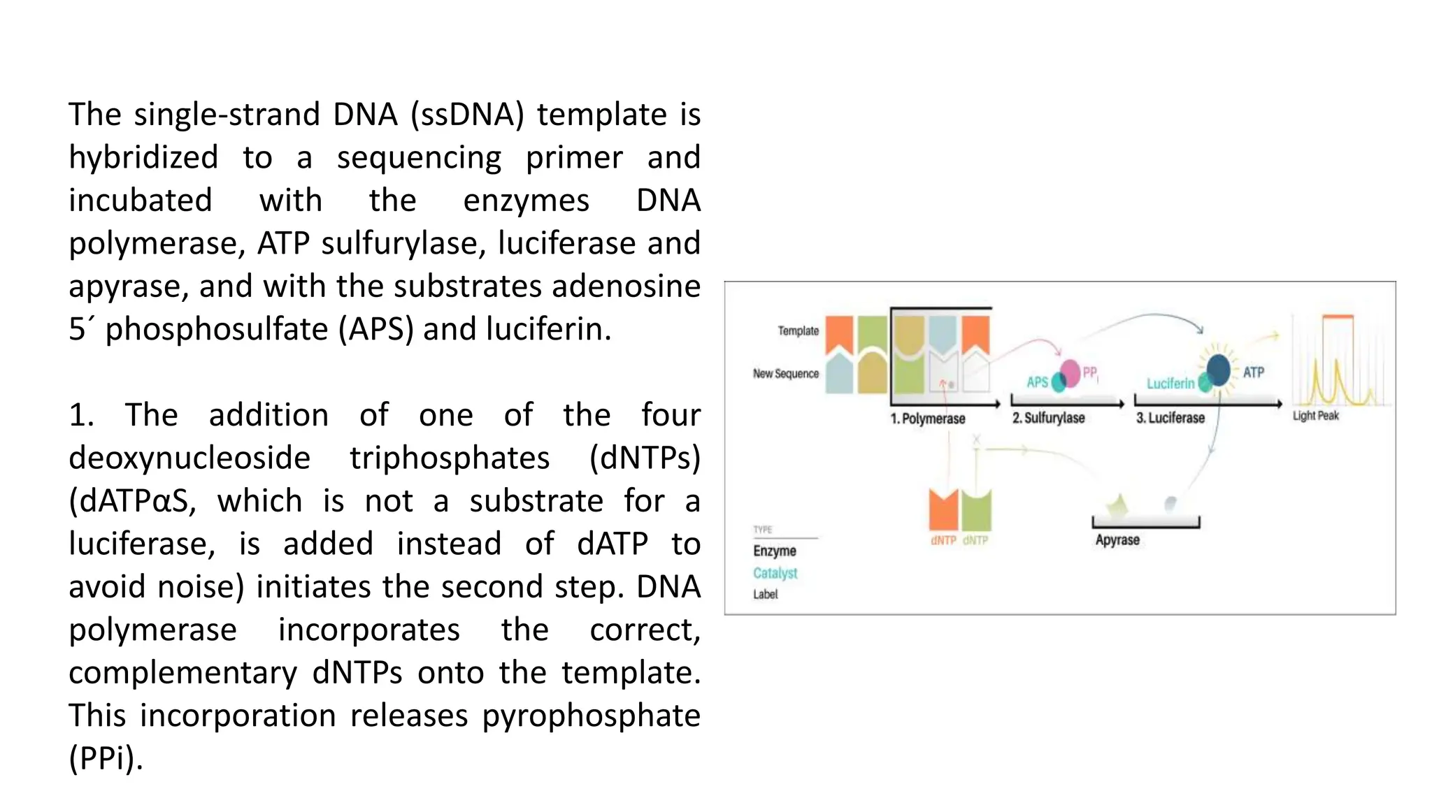 The single-strand DNA (ssDNA) template is
hybridized to a sequencing primer and
incubated with the enzymes DNA
polymerase, ATP sulfurylase, luciferase and
apyrase, and with the substrates adenosine
5´ phosphosulfate (APS) and luciferin.
1. The addition of one of the four
deoxynucleoside triphosphates (dNTPs)
(dATPαS, which is not a substrate for a
luciferase, is added instead of dATP to
avoid noise) initiates the second step. DNA
polymerase incorporates the correct,
complementary dNTPs onto the template.
This incorporation releases pyrophosphate
(PPi).
 