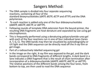 Sangers Method:
• The DNA sample is divided into four separate sequencing
reactions, containing all four of the
standard deoxynucleotides (dATP, dGTP, dCTP and dTTP) and the DNA
polymerase.
• To each reaction is added only one of the four dideoxynucleotides
(ddATP, ddGTP, ddCTP, or ddTTP).
• Following rounds of template DNA extension from the bound primer, the
resulting DNA fragments are heat denature and separated by size using gel
electrophoresis.
• This is frequently performed using a denaturing polyacrylamide-urea gel
with each of the four reactions run in one of four individual lanes (lanes
A, T, G, C). The DNA bands may then be visualized by autoradiography or
UV light and the DNA sequence can be directly read off the X-ray film or
gel image.
• Part of a radioactively labelled sequencing gel
• In the image on the right, X-ray film was exposed to the gel, and the dark
bands correspond to DNA fragments of different lengths. A dark band in a
lane indicates a DNA fragment that is the result of chain termination after
incorporation of a dideoxynucleotide (ddATP, ddGTP, ddCTP, or ddTTP).
The relative positions of the different bands among the four lanes, from
bottom to top, are then used to read the DNA sequence
 