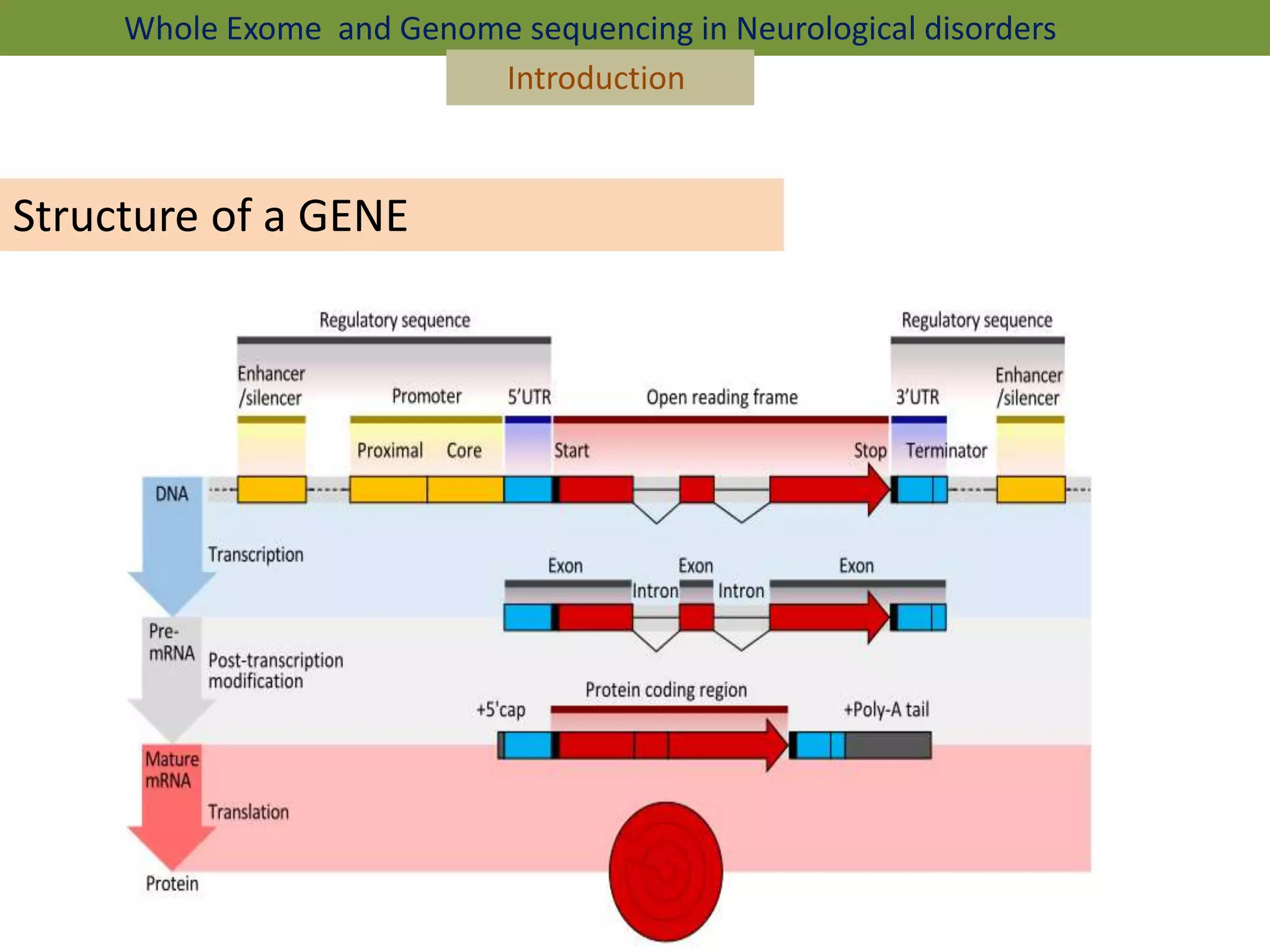 Whole Exome and Genome sequencing in Neurological disorders
Introduction
Structure of a GENE
 