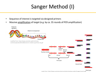 Sanger Method (I)
• Sequence of interest is targeted via designed primers
• Massive amplification of target (e.g. by ca. 35 rounds of PCR amplification)
Parental strands
Forward
Primer Reverse
Primer
Melt Anneal Extend
First Cycle
Second Cycle
Third Cycle
modified from: http://www.eisenlab.org/FunFly/wp-
content/uploads/2012/06/science-creative-quarterly-seq.gif
made from: http://www.summerschool.at/static/andreas.zoller/images/cycle1.jpg
 