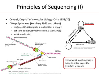 Principles of Sequencing (I)
• Central „Dogma“ of molecular biology (Crick 1958/70)
• DNA polymerases (Kornberg 1956 and others)
– replicate DNA (template + nucleotides + energy)
– act semi-conservative (Meselson & Stahl 1958)
– work also in vitro
Translation
Replication
modified from: http://commons.wikimedia.org/
wiki/File:Crick's_1958_central_dogma.svg
from: http://www.ncbi.nlm.nih.gov/books/NBK28394/bin/ch6f48.jpg
record what a polymerase is
doing in order to get the
template sequence
 