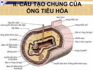 II. CẤU TẠO CHUNG CỦA
ỐNG TIÊU HÓA
 
