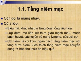 1.1. Tầng niêm mạc
 Còn gọi là màng nhày.
 Có 3 lớp:
Biểu mô: khác nhau ở từng đoạn ống tiêu hóa.
Lớp đệm: mô liên kết thưa giàu mạch máu, mạch
bạch huyết, các tuyến và nang lympho, các sợi cơ.
Cơ niêm: là cơ trơn, ngăn cách tầng niêm mạc với
tầng dưới niêm, kích thích tầng niêm mạc chuyển
động  hấp thu thức ăn hiệu quả.
 