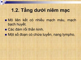 1.2. Tầng dưới niêm mạc
 Mô liên kết có nhiều mạch máu, mạch
bạch huyết.
 Các đám rối thần kinh.
 Một số đoạn có chứa tuyến, nang lympho.
 