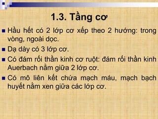 1.3. Tầng cơ
 Hầu hết có 2 lớp cơ xếp theo 2 hướng: trong
vòng, ngoài dọc.
 Dạ dày có 3 lớp cơ.
 Có đám rối thần kinh cơ ruột: đám rối thần kinh
Auerbach nằm giữa 2 lớp cơ.
 Có mô liên kết chứa mạch máu, mạch bạch
huyết nằm xen giữa các lớp cơ.
 