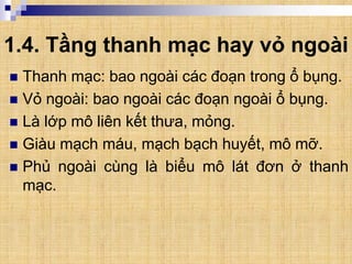 1.4. Tầng thanh mạc hay vỏ ngoài
 Thanh mạc: bao ngoài các đoạn trong ổ bụng.
 Vỏ ngoài: bao ngoài các đoạn ngoài ổ bụng.
 Là lớp mô liên kết thưa, mỏng.
 Giàu mạch máu, mạch bạch huyết, mô mỡ.
 Phủ ngoài cùng là biểu mô lát đơn ở thanh
mạc.
 