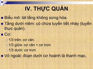 IV. THỰC QUẢN
 Biểu mô: lát tầng không sừng hóa.
 Tầng dưới niêm: có chứa tuyến tiết nhày (tuyến
thực quản).
 Cơ:
1/3 trên: cơ vân.
1/3 giữa: cơ vân + cơ trơn
1/3 dưới: cơ trơn
 Vỏ ngoài: đoạn dưới cơ hoành là thanh mạc.
 