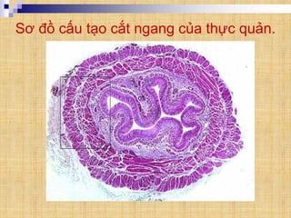 Sơ đồ cấu tạo cắt ngang của thực quản.
 