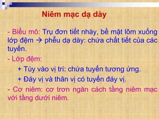 Niêm mạc dạ dày
- Biểu mô: Trụ đơn tiết nhày, bề mặt lõm xuống
lớp đệm  phễu dạ dày: chứa chất tiết của các
tuyến.
- Lớp đệm:
+ Tùy vào vị trí: chứa tuyến tương ứng.
+ Đáy vị và thân vị có tuyến đáy vị.
- Cơ niêm: cơ trơn ngăn cách tầng niêm mạc
với tầng dưới niêm.
 