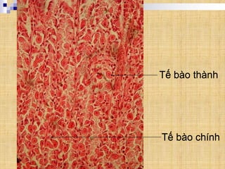 Tế bào thành
Tế bào chính
Tế bào thành
Tế bào chính
 